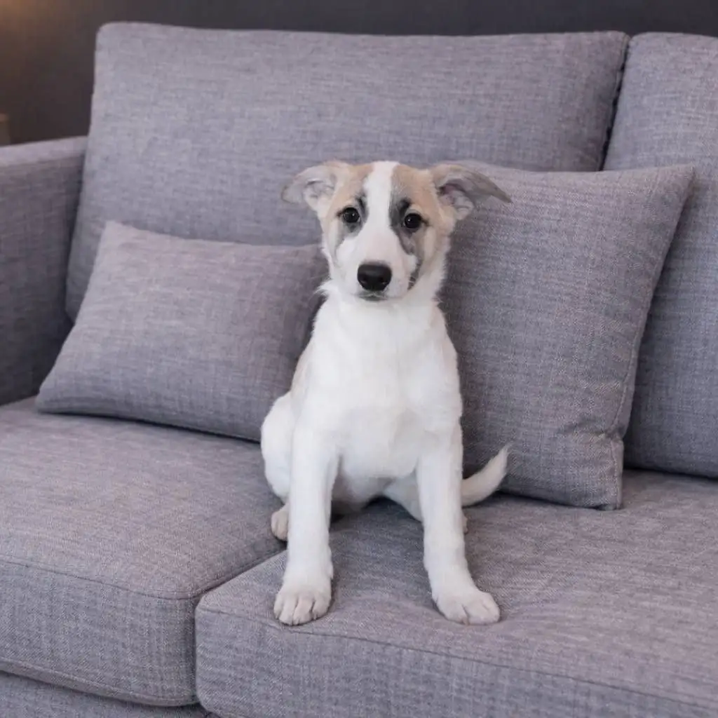 Щенок Кокос ищет дом - Собаки (Животные) в Бурасы