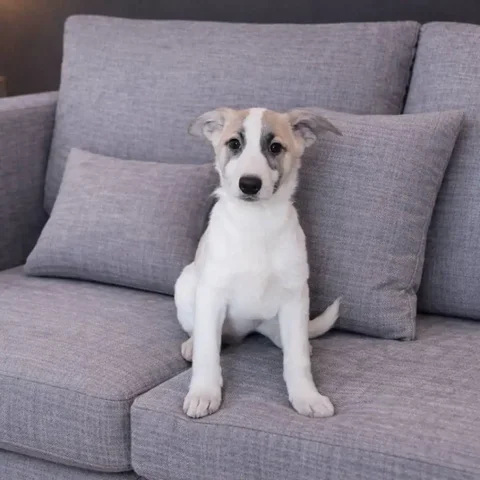 Щенок Кокос ищет дом - Собаки в Бурасы