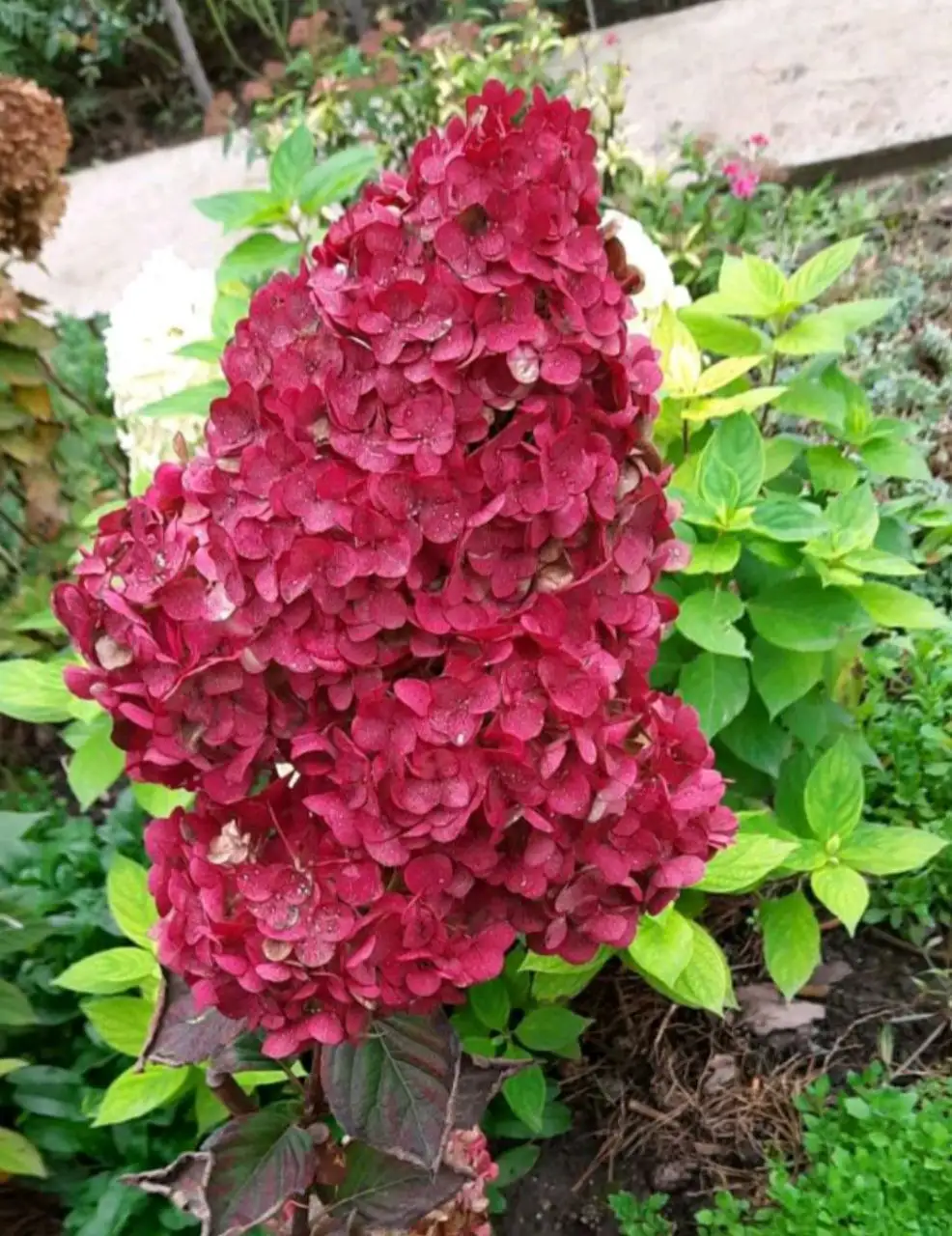 Саженцы растений на весну 2026 года - Садоводство (Хобби и отдых) в Энгельс