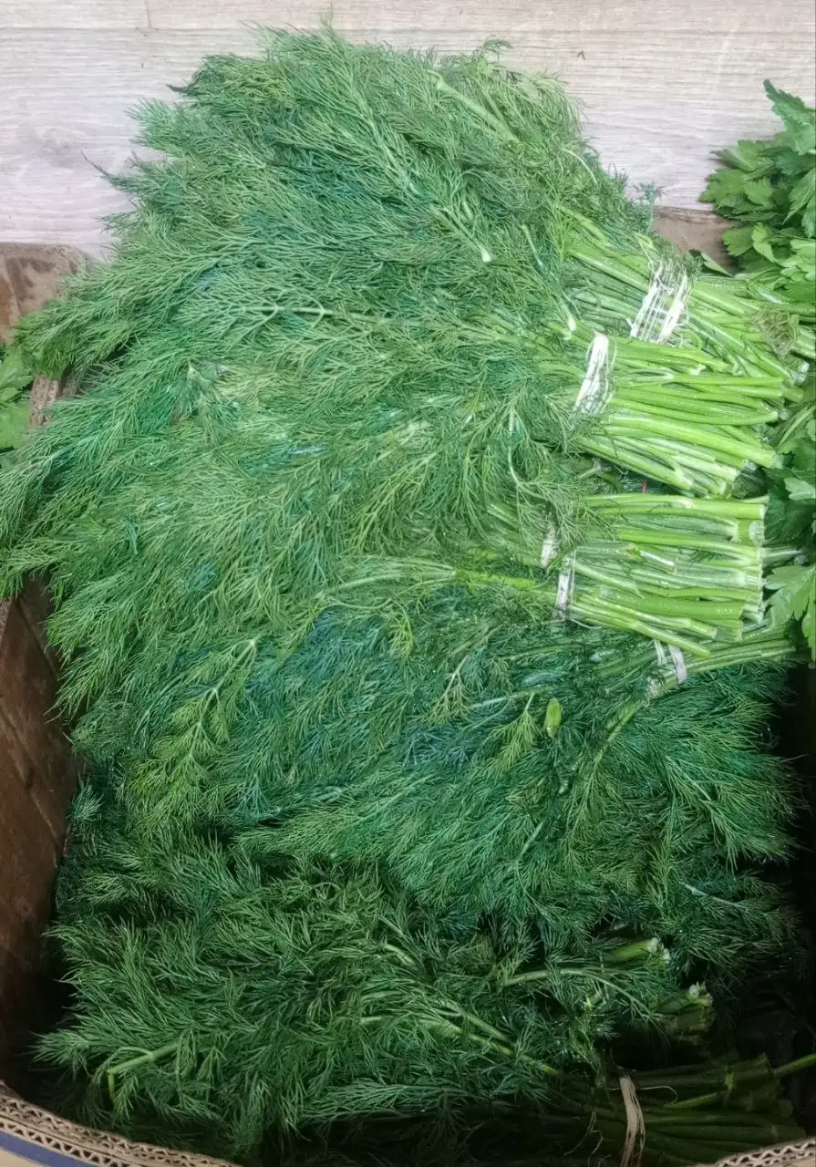 Продажа свежей зелени пучками - Барахолка в Бурасы