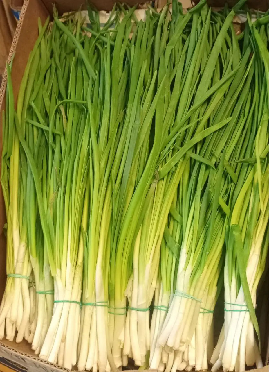 Продажа свежей зелени пучками - Барахолка в Бурасы