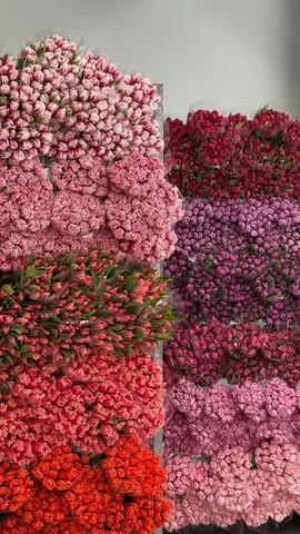 Продажа остатков тюльпанов - Садоводство в Новые Бурасы