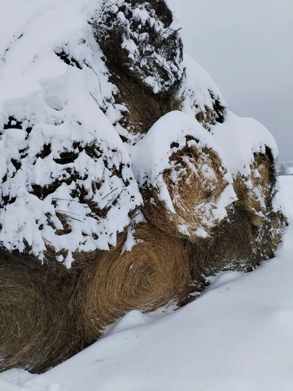 Продажа рулонов сена и соломы - Сельхозпродукция (Барахолка) в Ивановка
