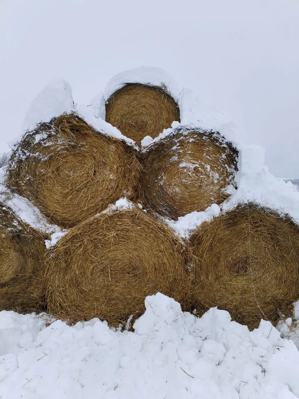 Продажа рулонов сена и соломы - Сельхозпродукция (Барахолка) в Ивановка