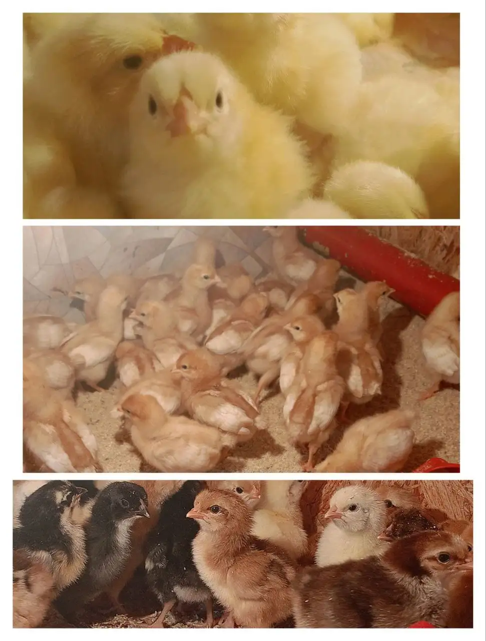 Продажа цыплят бройлеров и несушек - Птица (Животные) в Новые Бурасы