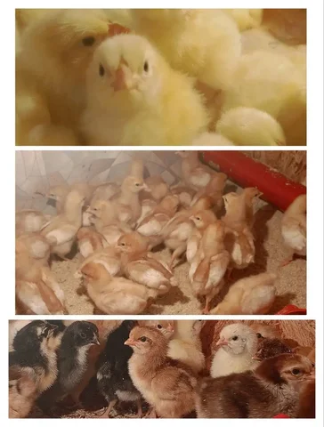 Продажа цыплят бройлеров и несушек - Сельскохозяйственные животные в Новые Бурасы