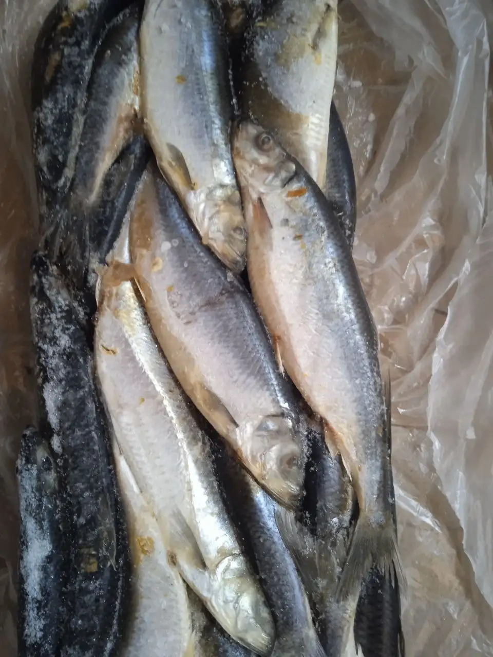 Сельдь свежемороженая - Барахолка в Бурасы