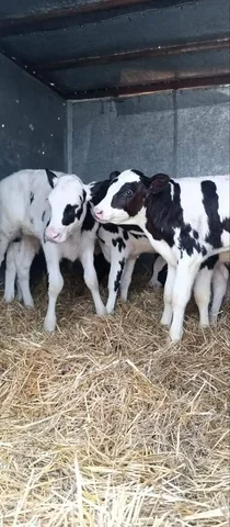 Новый завоз бычков - Сельскохозяйственные животные в Новые Бурасы