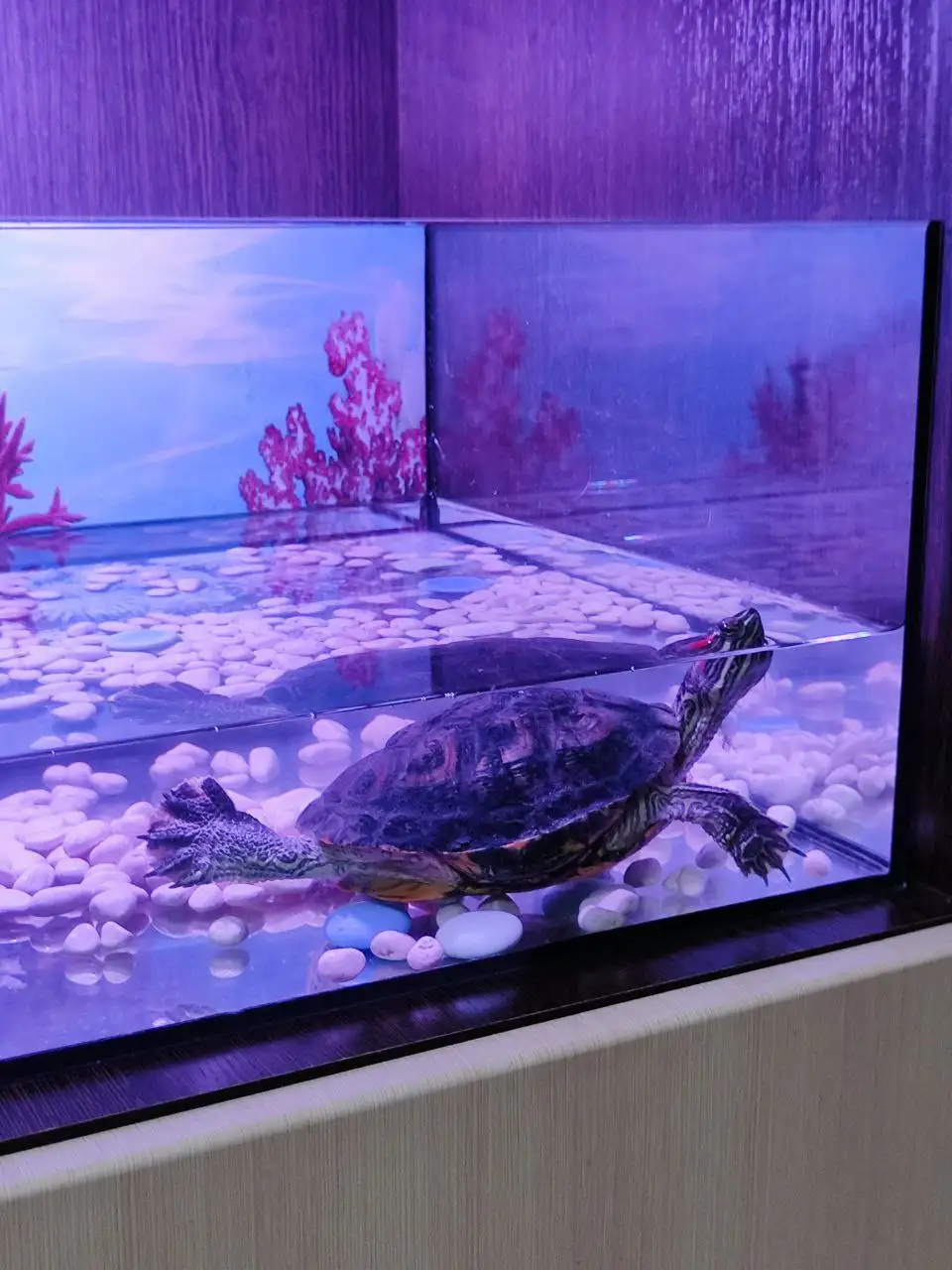 Продам аквариум для черепахи - Аквариумистика (Животные) в Новые Бурасы