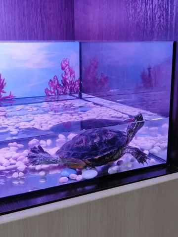 Продам аквариум для черепахи - Сельскохозяйственные животные в Новые Бурасы