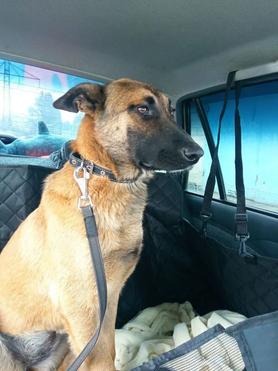 Пропала собака Герда - Животные в Тепловка