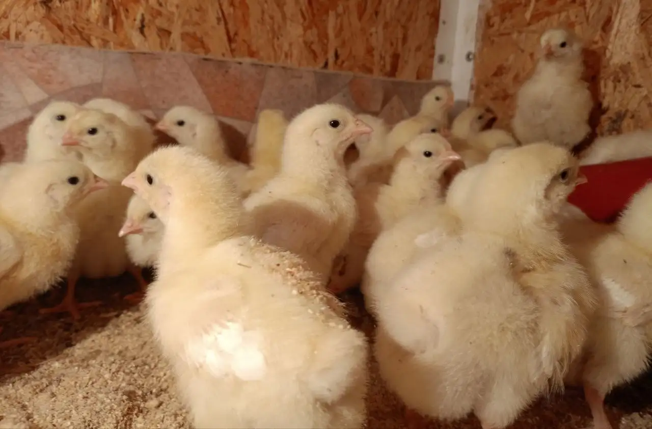 Продажа бройлеров Кобб 500 недельного возраста - Птица (Животные) в Бурасы