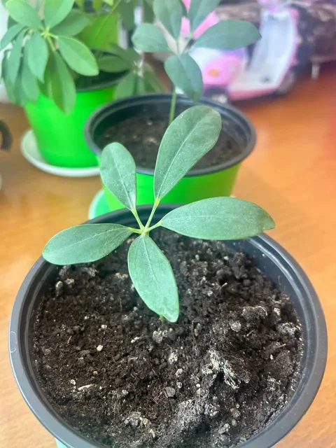 Продам отростки декабриста и шеффлеры - Садоводство в Бурасы