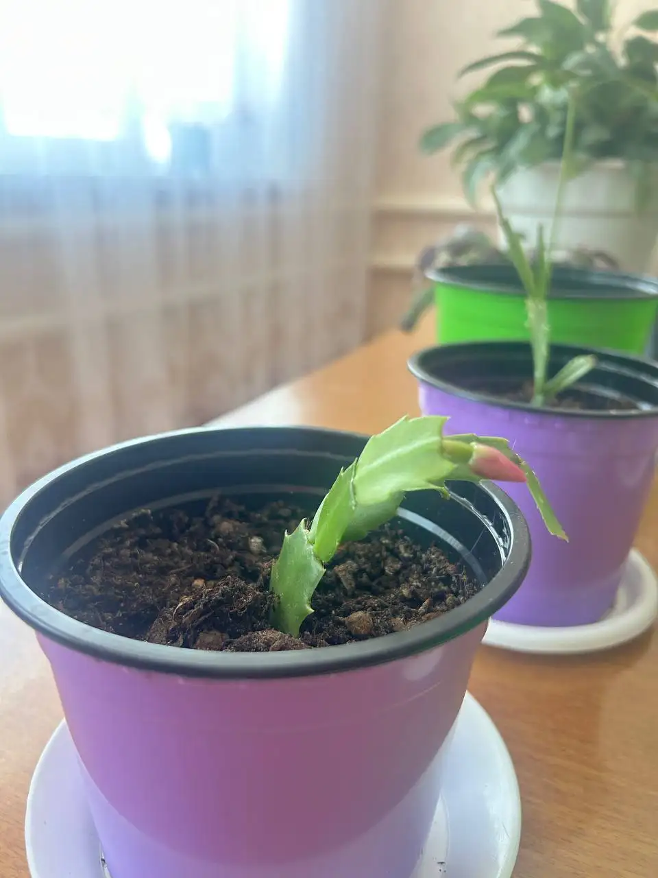 Продам отростки декабриста и шеффлеры - Растения (Хобби и отдых) в Бурасы