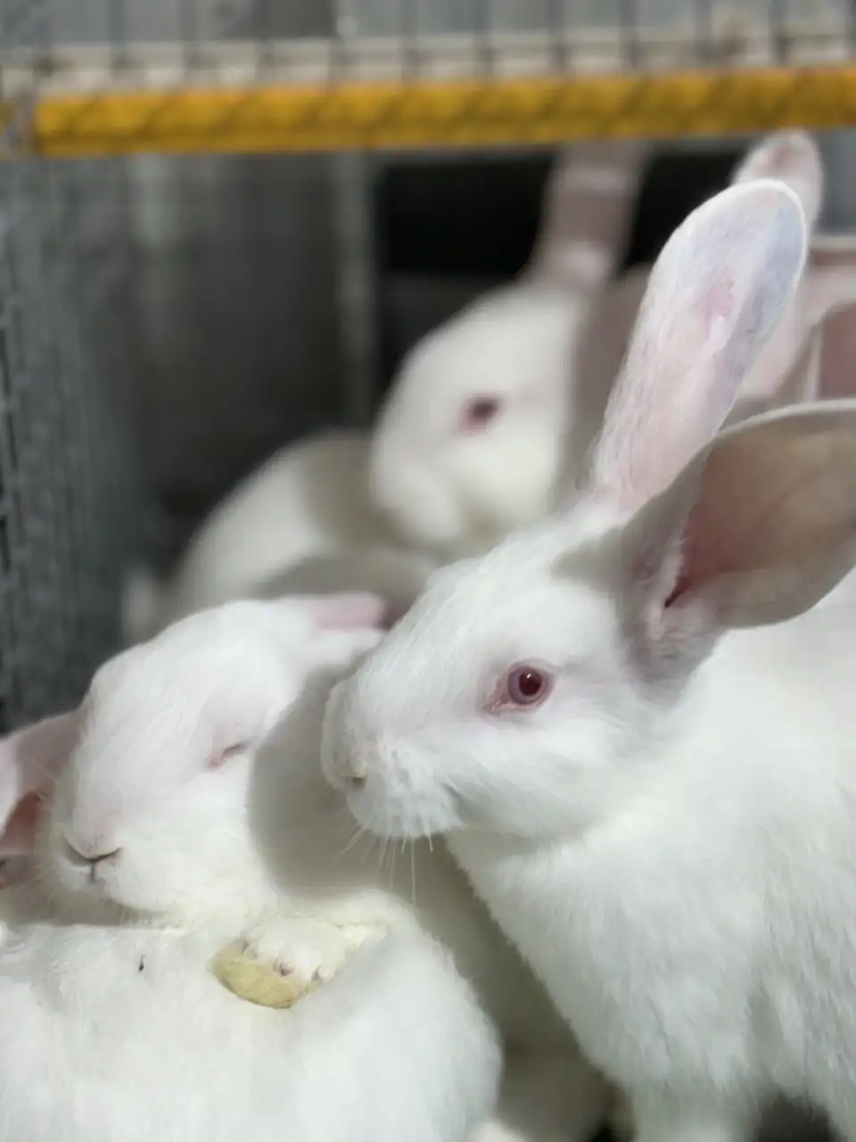 Продажа кроликов Белого Паннона на племя - Кролики (Животные) в Новые Бурасы