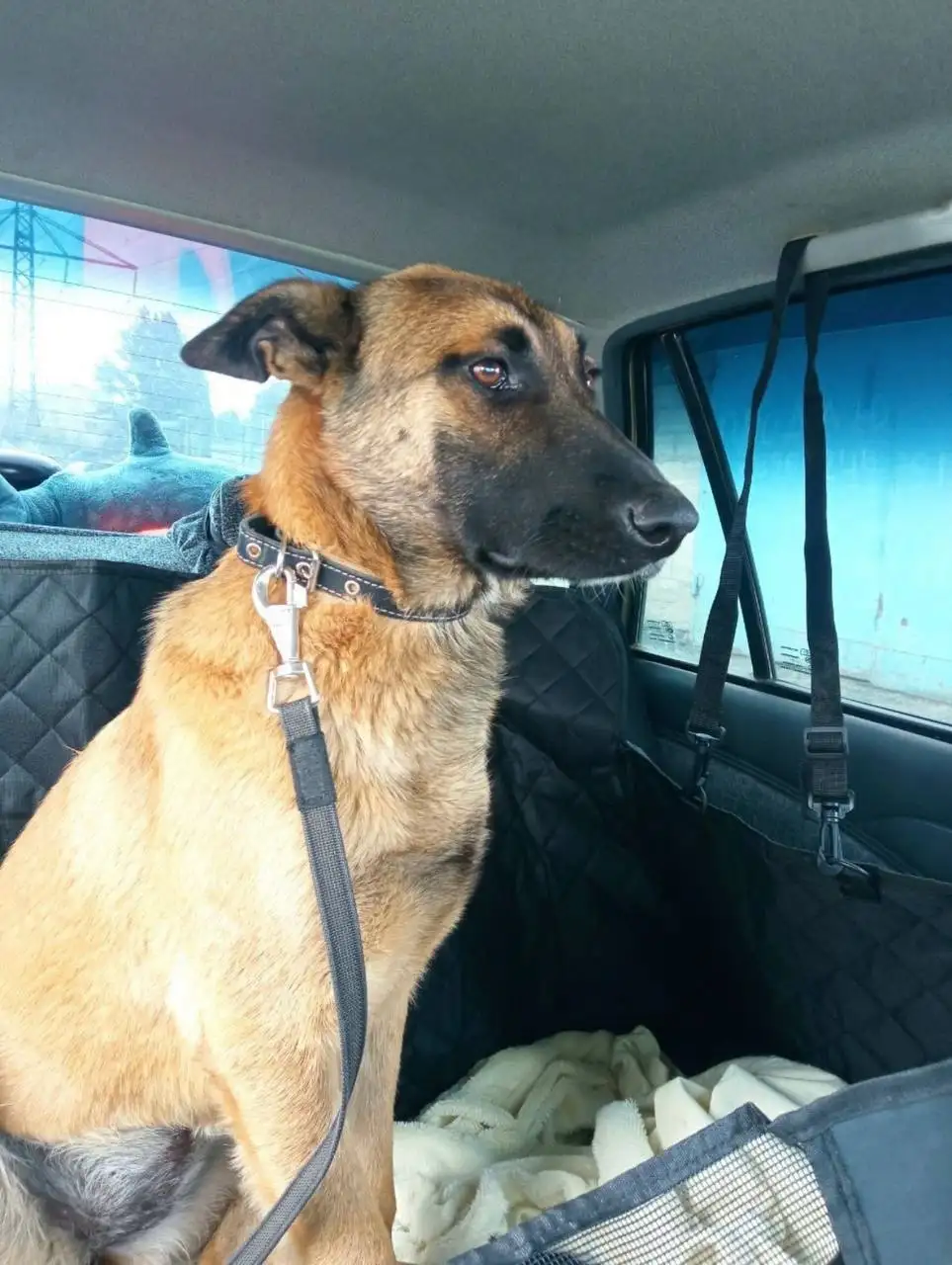 Поиск пропавшей собаки Герды - Поиск животных (Животные) в Тепловка