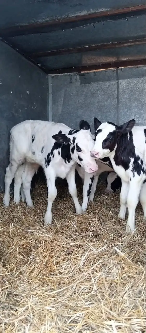 Продажа бычков - Скот (Животные) в Новые Бурасы