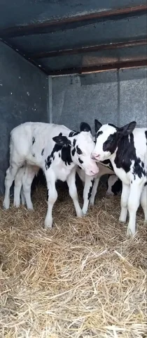 Продажа бычков - Сельскохозяйственные животные в Новые Бурасы