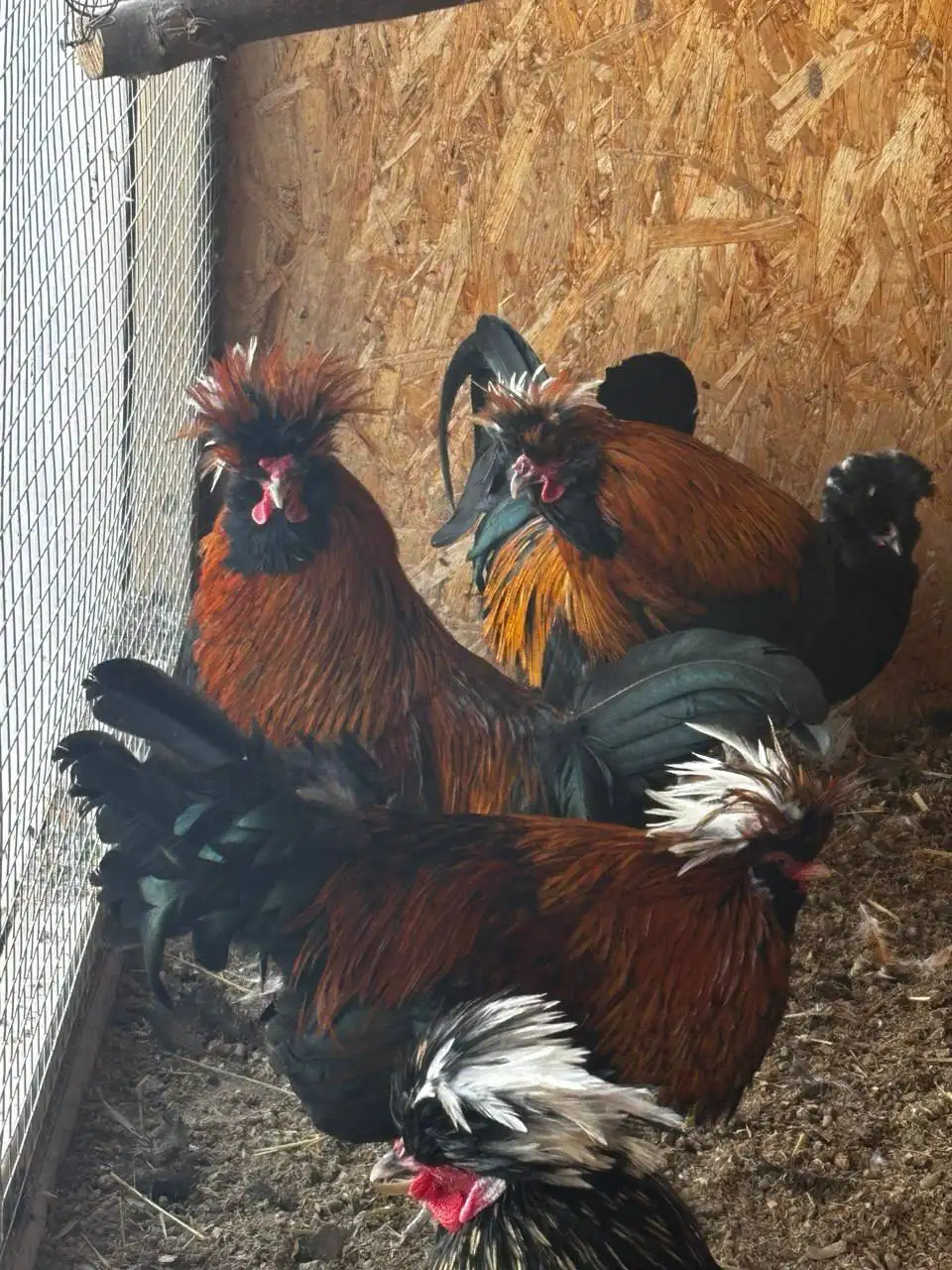 Объявление из Усть-Курдюма (Саратовская область) - Барахолка в Усть-Курдюм