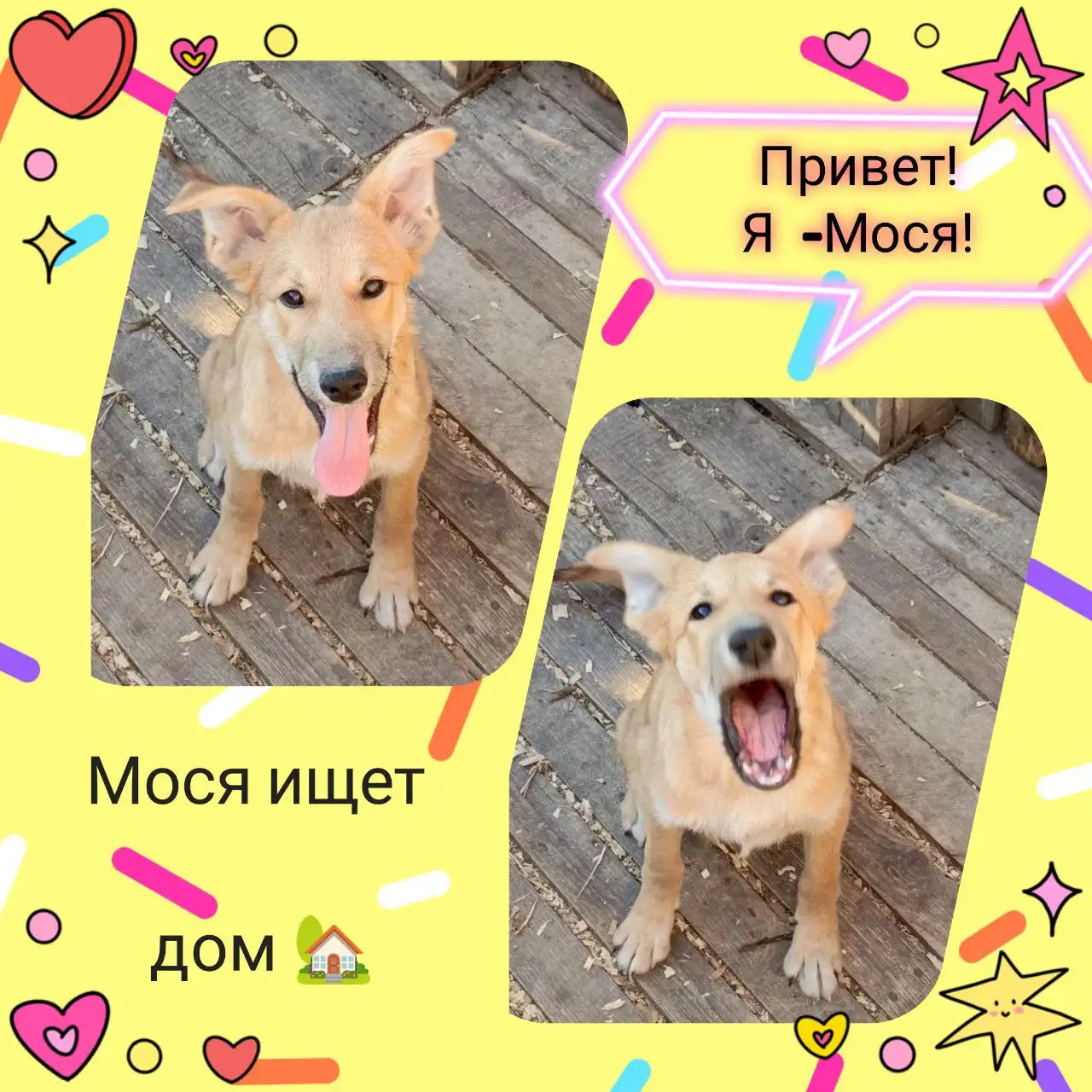 Щенок Мося - активный и умный - Собаки (Животные) в Саратов