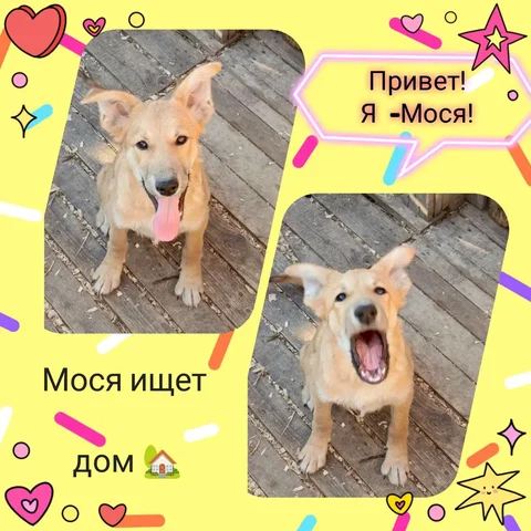 Щенок Мося - активный и умный - Благотворительность/Помощь в Саратов