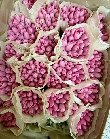 Распродажа тюльпанов по шок цене - Садоводство в Бурасы