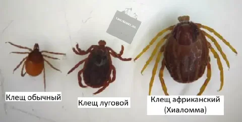 Обработка от клещей-мутантов рода Хиаломма - частное объявление в Бурасы