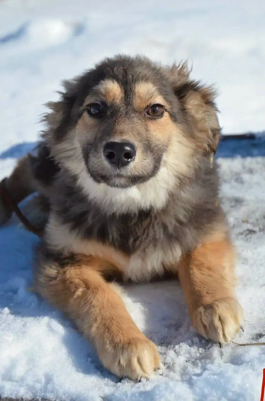 Щенок Шерри: милая девочка-подросток - Собаки (Животные) в Саратов