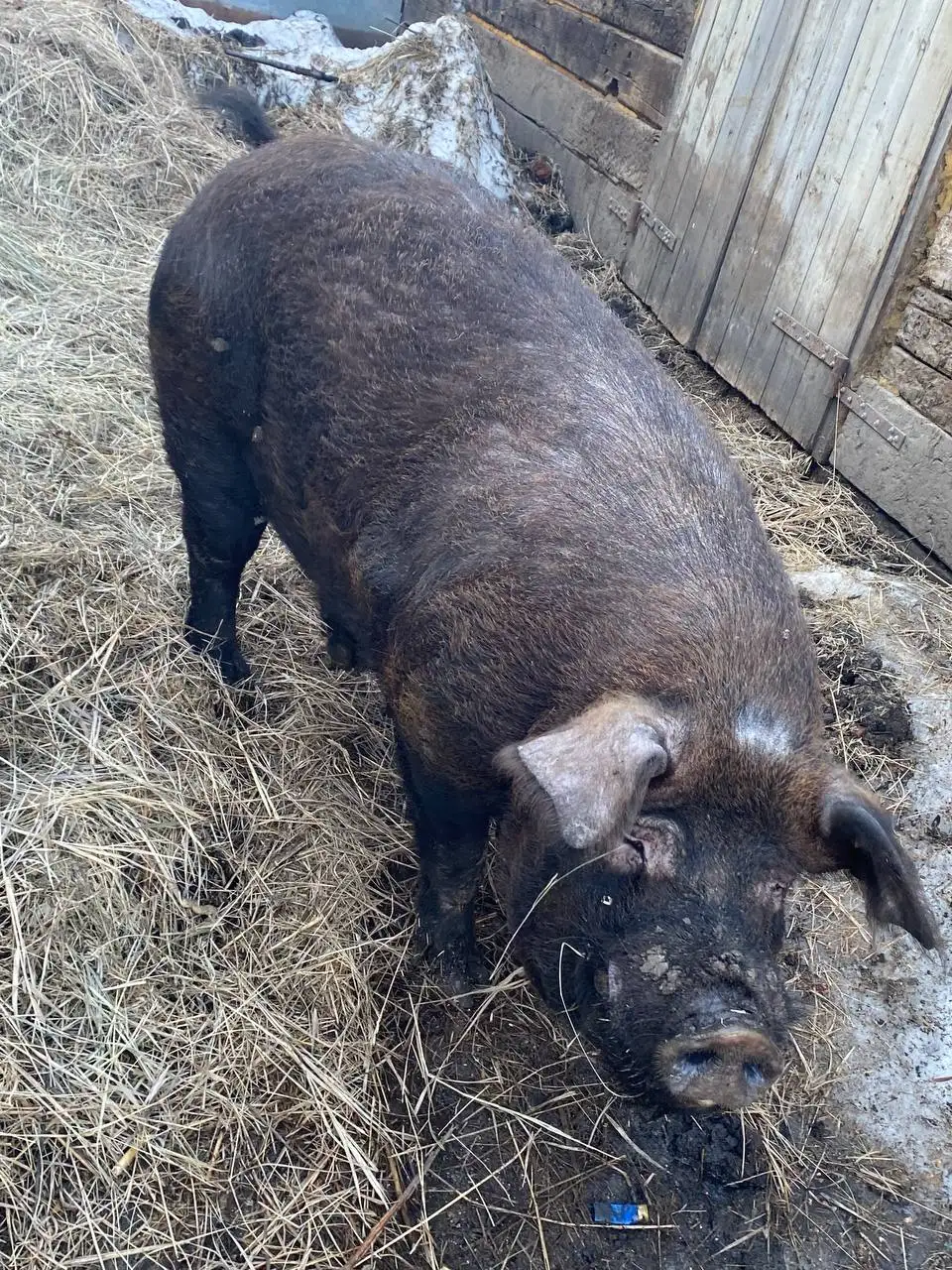 Продам хряка на племя - Сельскохозяйственные животные (Животные) в Новые Бурасы