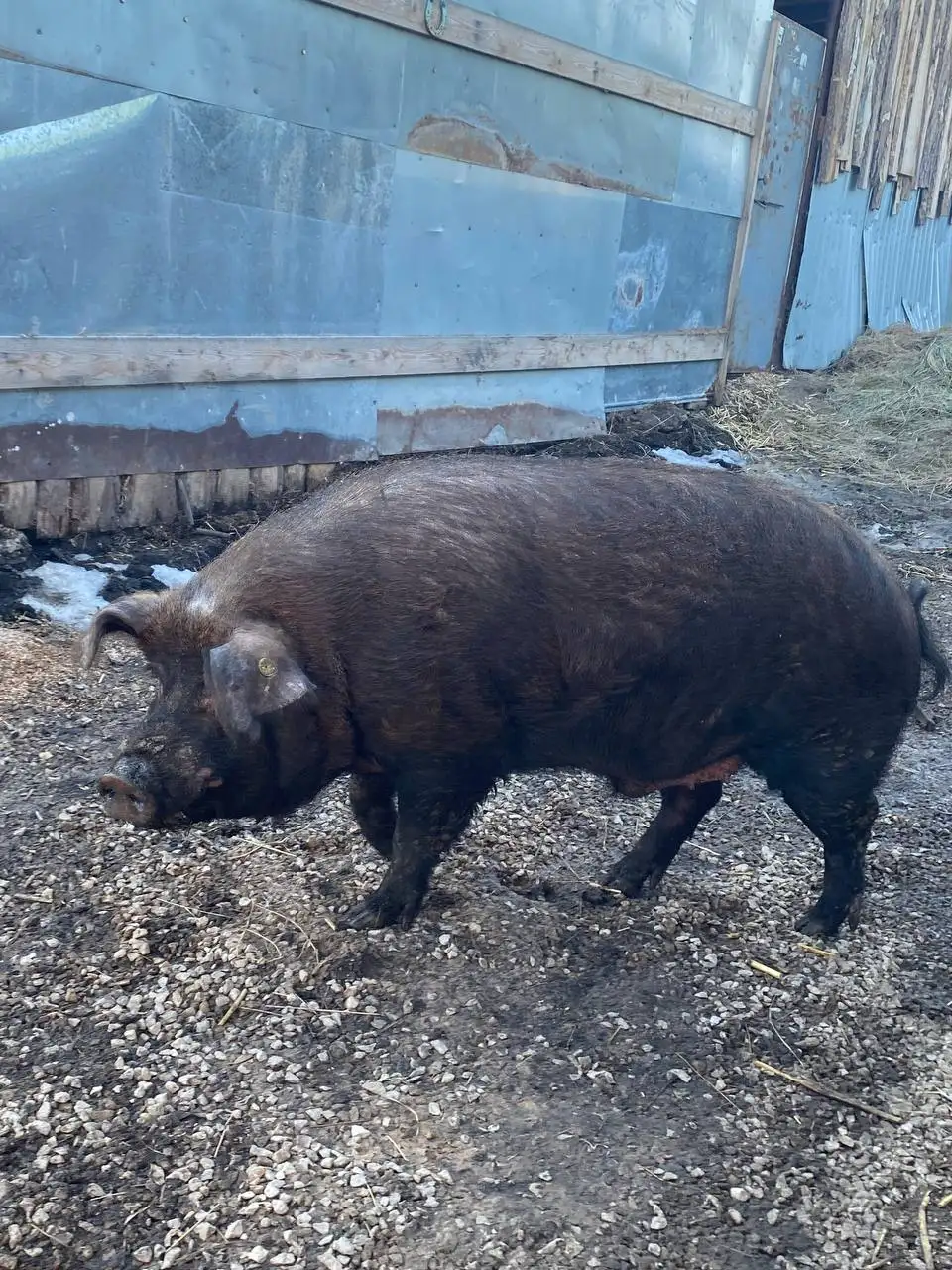 Продам хряка на племя - Сельскохозяйственные животные (Животные) в Новые Бурасы