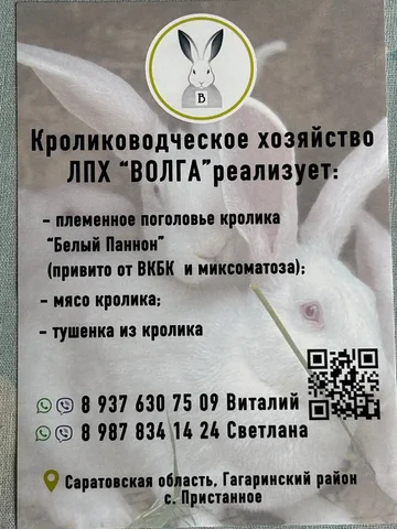 Продажа кроликов породы Белый Паннон на племя - Кошки и собаки в Саратов