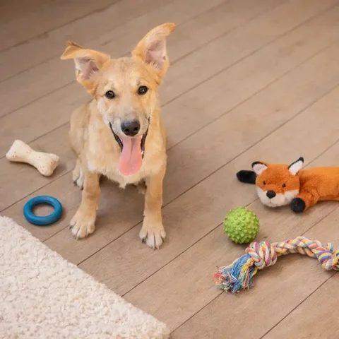 Щенок Мося - активный подросток с охранными качествами - частное объявление в Саратов