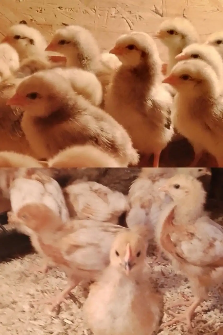 Продажа подрощенных кур и цыплят - Птица (Животные) в Бурасы