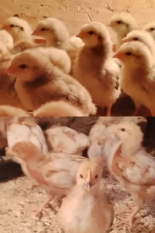 Продажа подрощенных кур и цыплят - частное объявление в Бурасы
