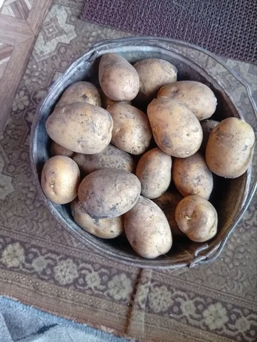 Продажа картошки - частное объявление в Бурасы