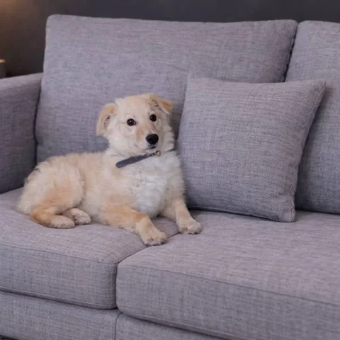 Кошка Мишель ищет дом - Передержка/Приют в Саратов