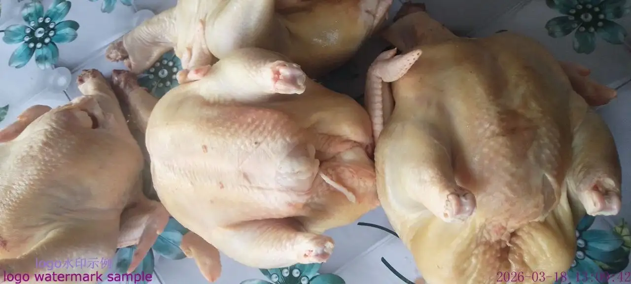 Продажа домашних кур бройлеров - Птица (Животные) в Бурасы