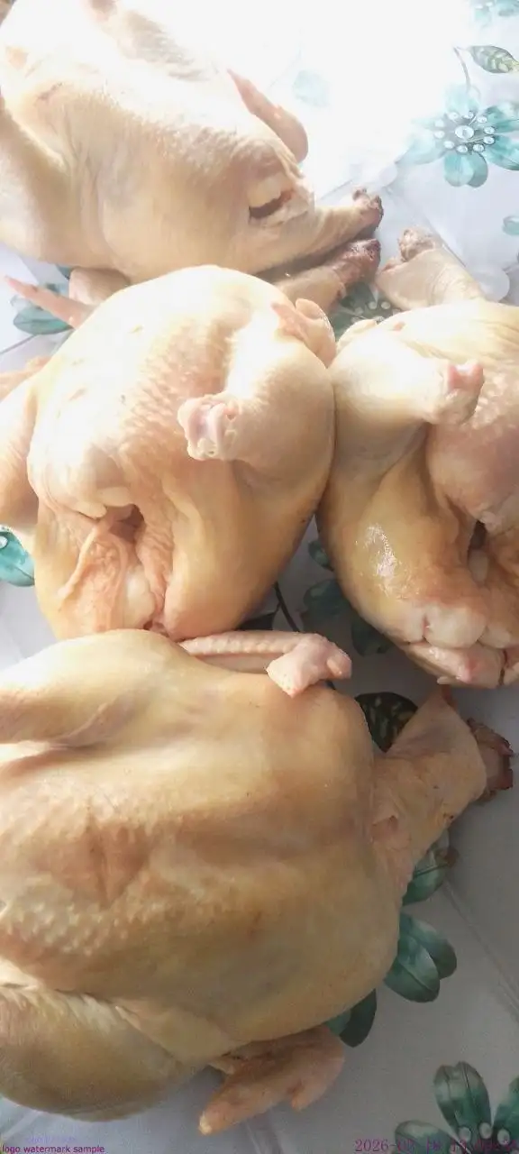 Продажа домашних кур бройлеров - Птица (Животные) в Бурасы