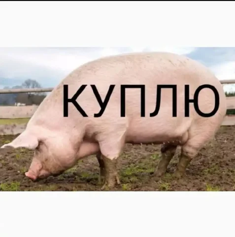 Куплю поросят от месяца до 5 месяцев - Животные в Новые Бурасы