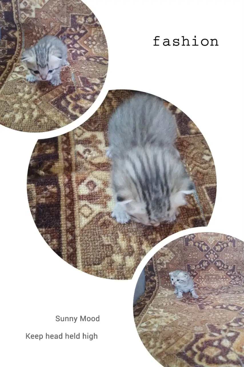 Кошечка ищет дом - Животные в Бурасы