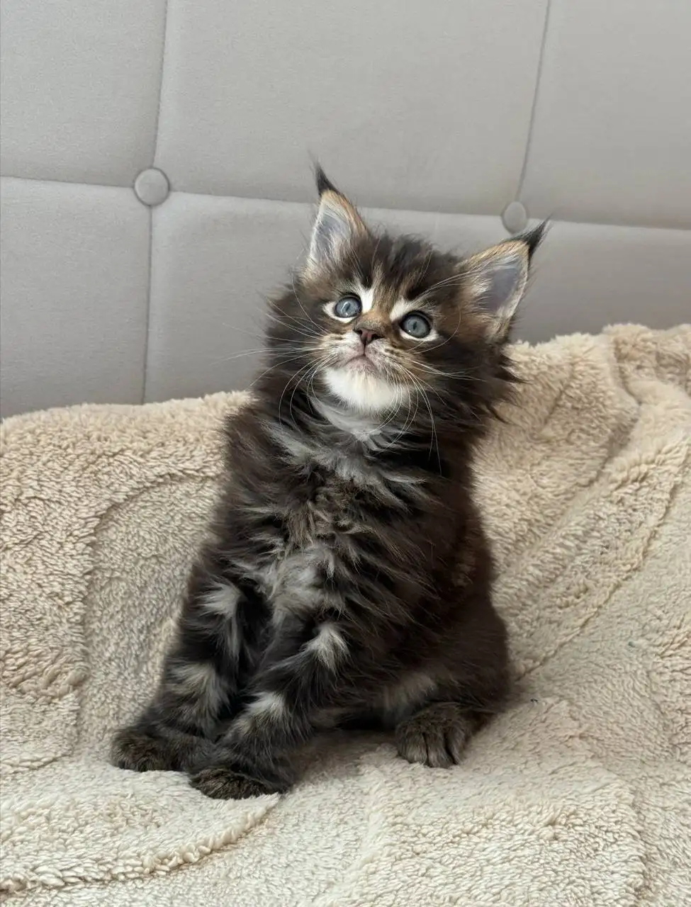Продажа чистокровных котят Мейн-Кун Полидакт - Кошки (Животные) в Новые Бурасы