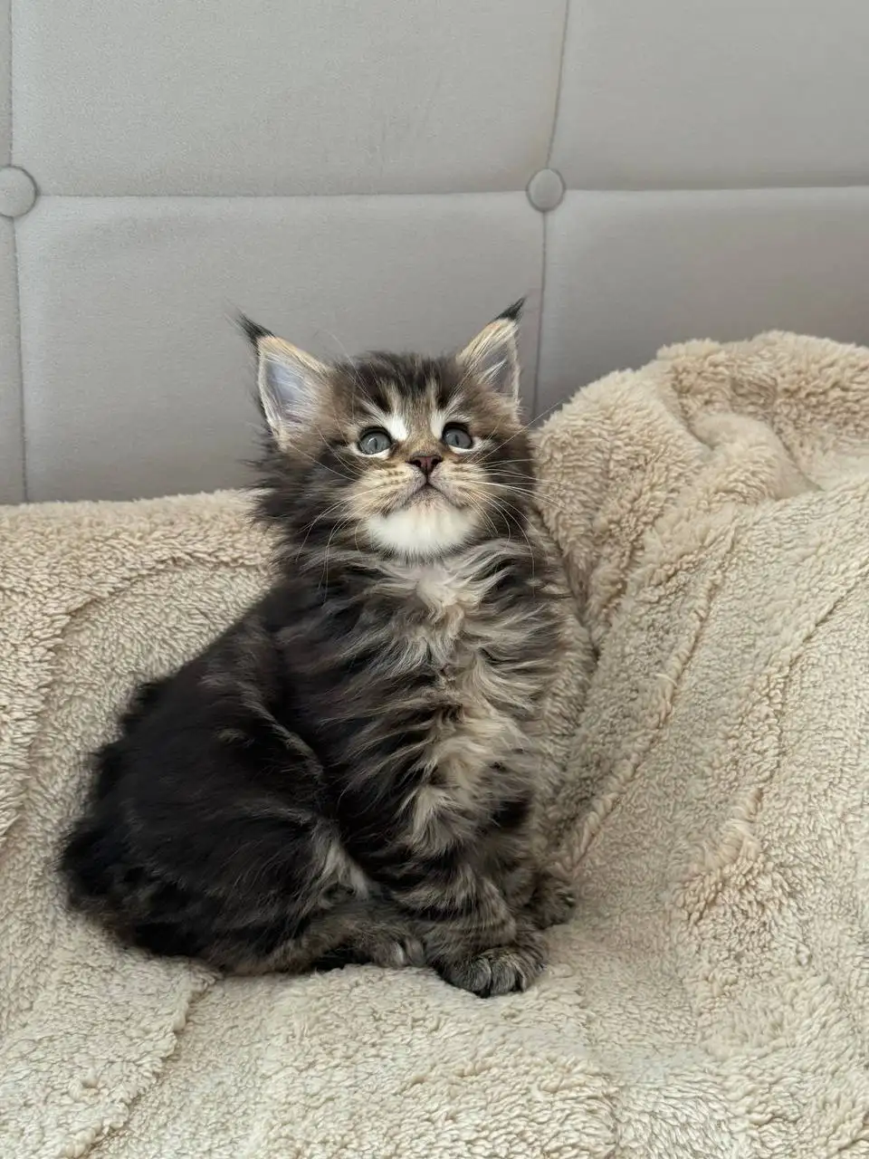 Продажа чистокровных котят Мейн-Кун Полидакт - Кошки (Животные) в Новые Бурасы