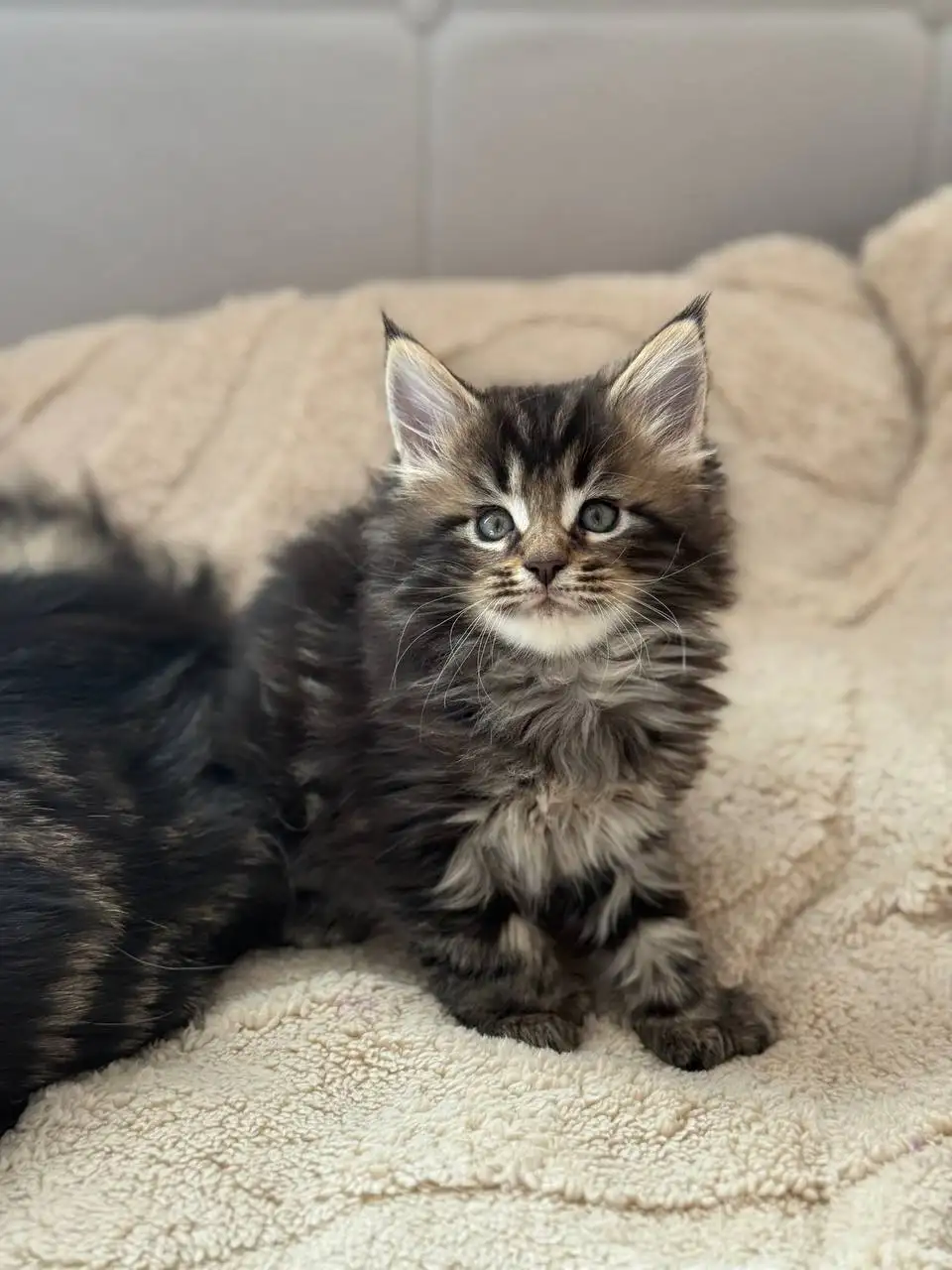 Продажа чистокровных котят Мейн-Кун Полидакт - Кошки (Животные) в Новые Бурасы