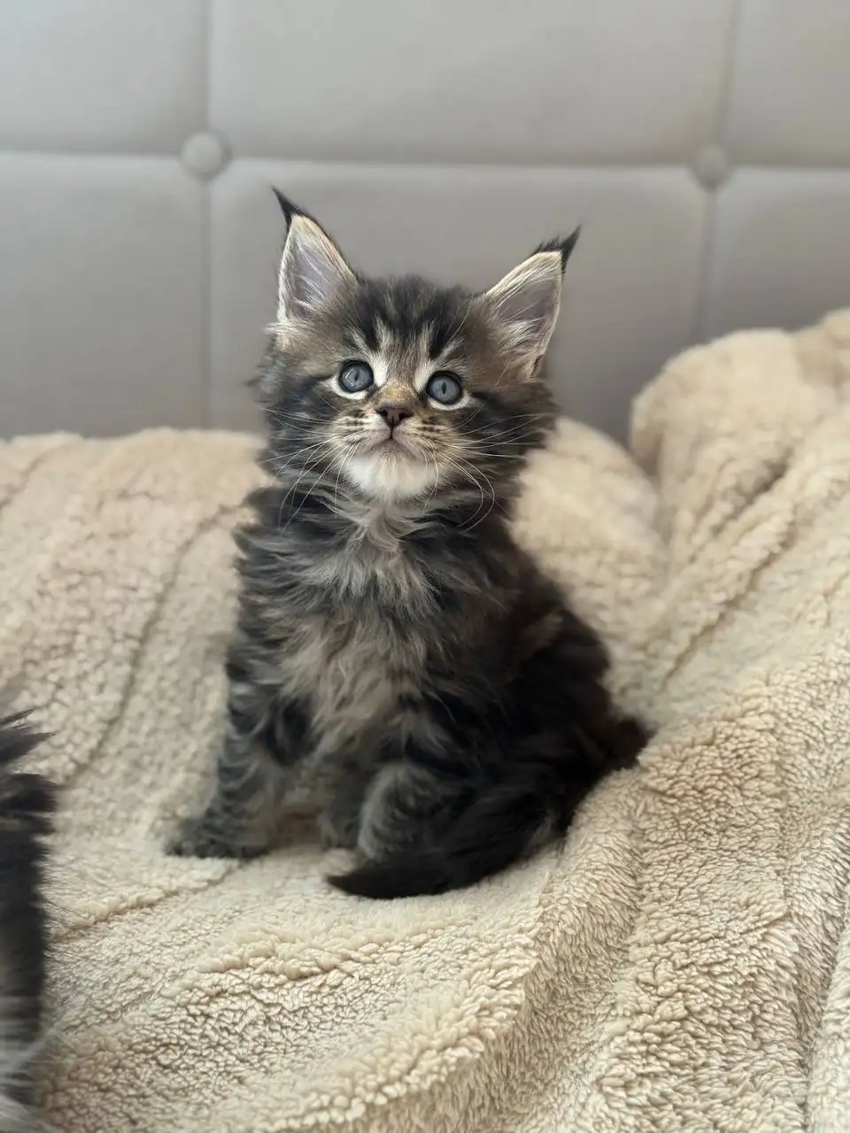 Продажа чистокровных котят Мейн-Кун Полидакт - Кошки (Животные) в Новые Бурасы