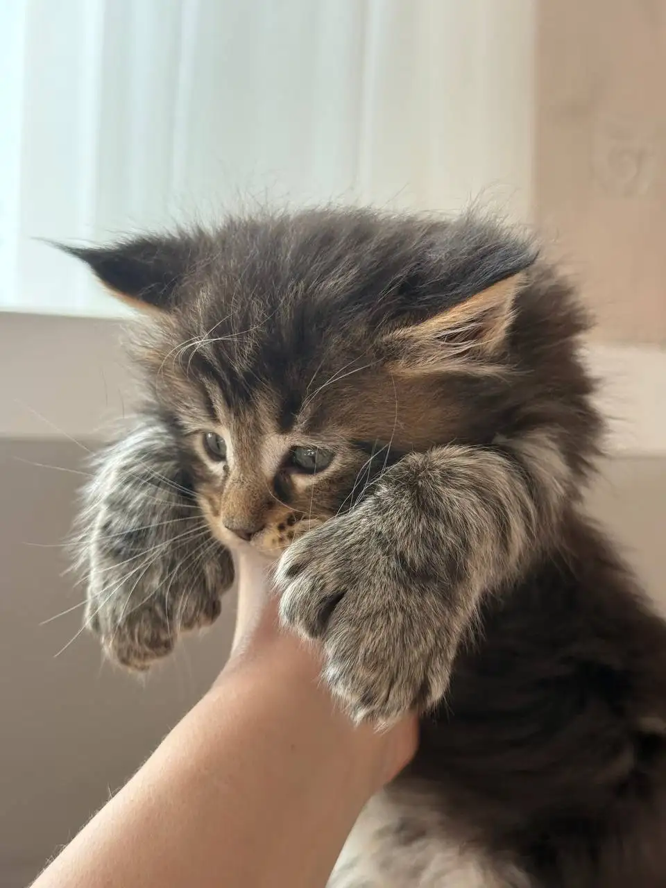 Продажа чистокровных котят Мейн-Кун Полидакт - Кошки (Животные) в Новые Бурасы