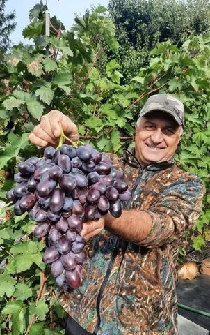 Саженцы винограда с доставкой по Саратову - Сад и огород в Саратов