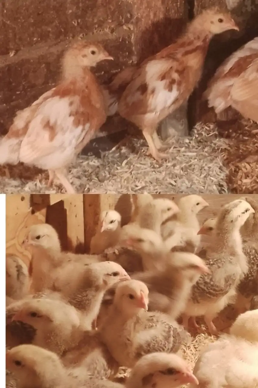 Цыплята пород Ломан Браун и Мастер Грей подрощенные - Птицы (Животные) в Бурасы