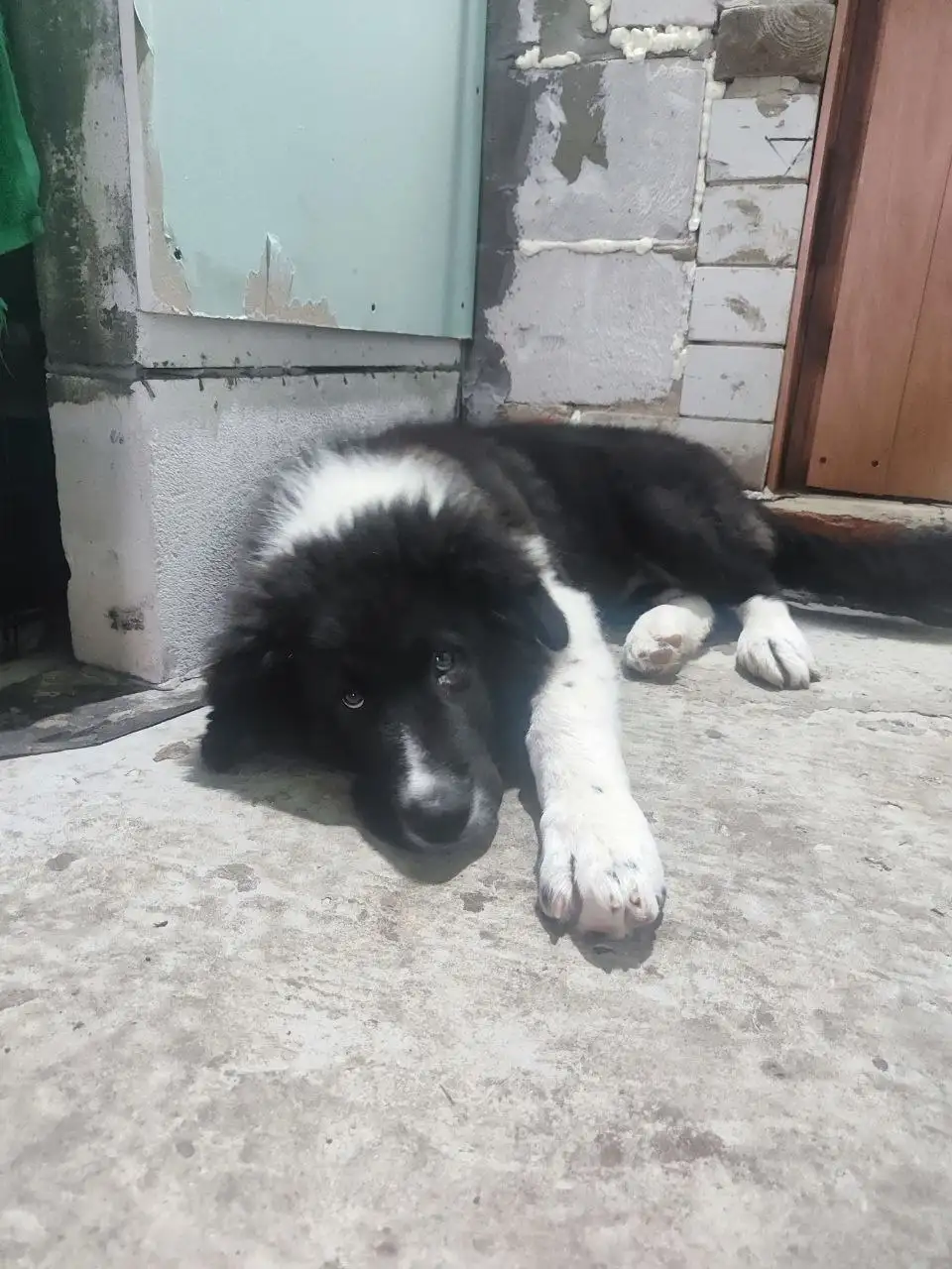 Щенки в добрые руки - Собаки (Животные) в Новые Бурасы