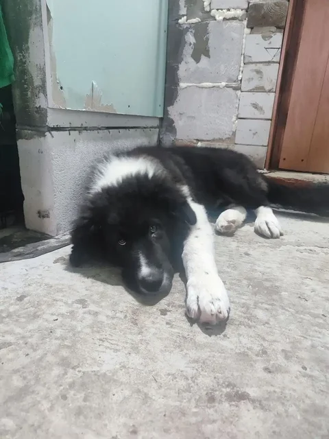 Щенки в добрые руки - Собаки в Новые Бурасы