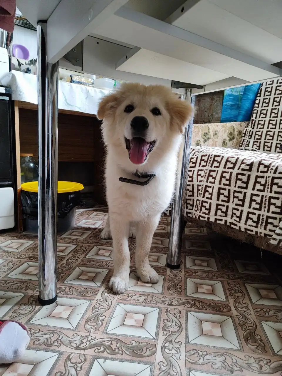 Щенки в добрые руки - Собаки (Животные) в Новые Бурасы